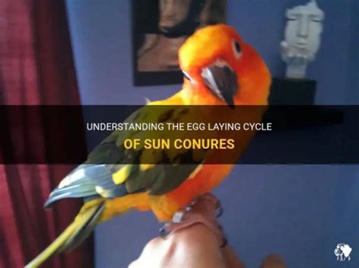 How often do sun conures lay eggs