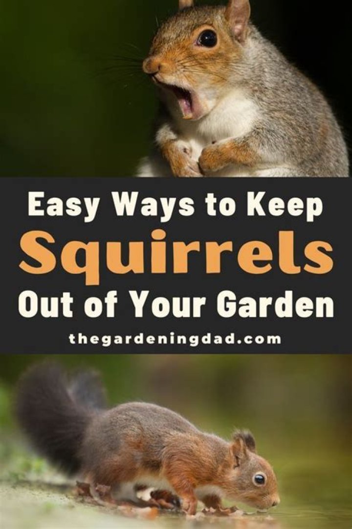 How to get rid of squirrels in garden