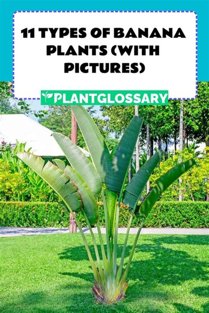 Types of banana trees