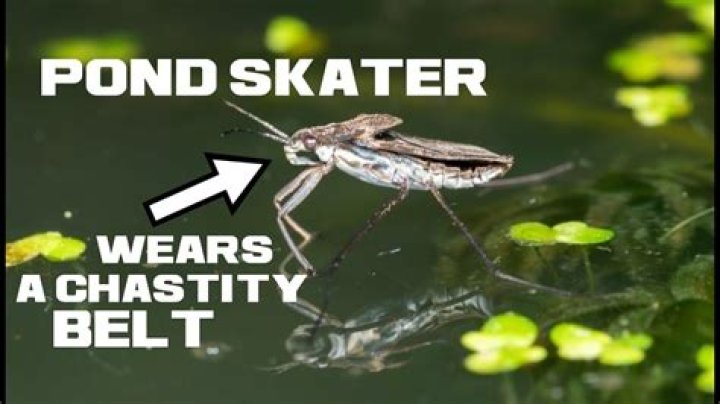 What do pond skaters feed on