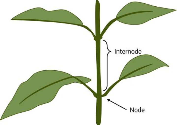 What is the Difference Between Node and Internode