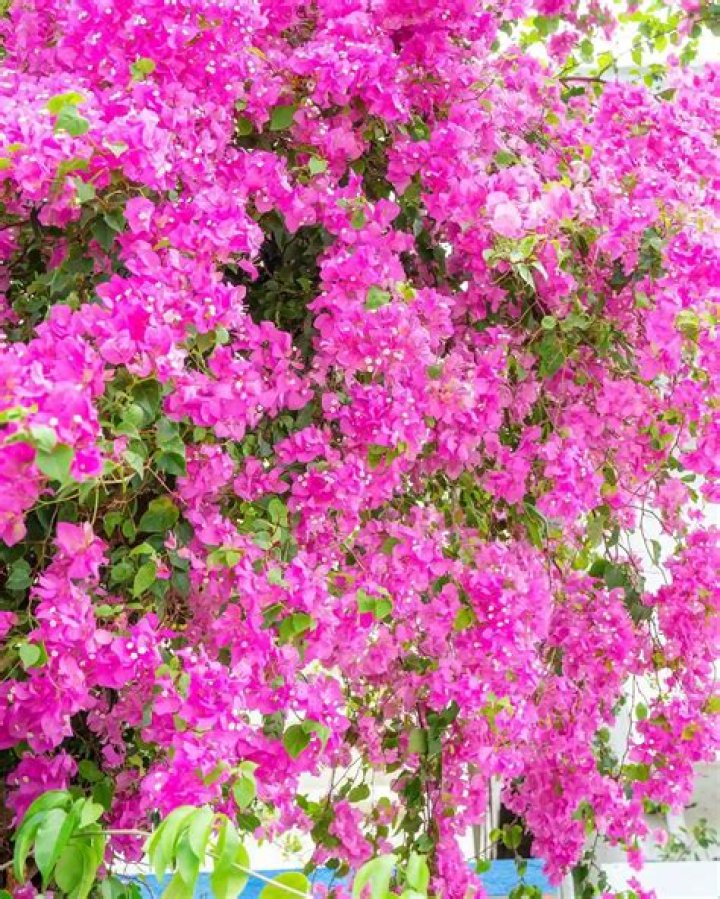 Where to buy bougainvillea near me